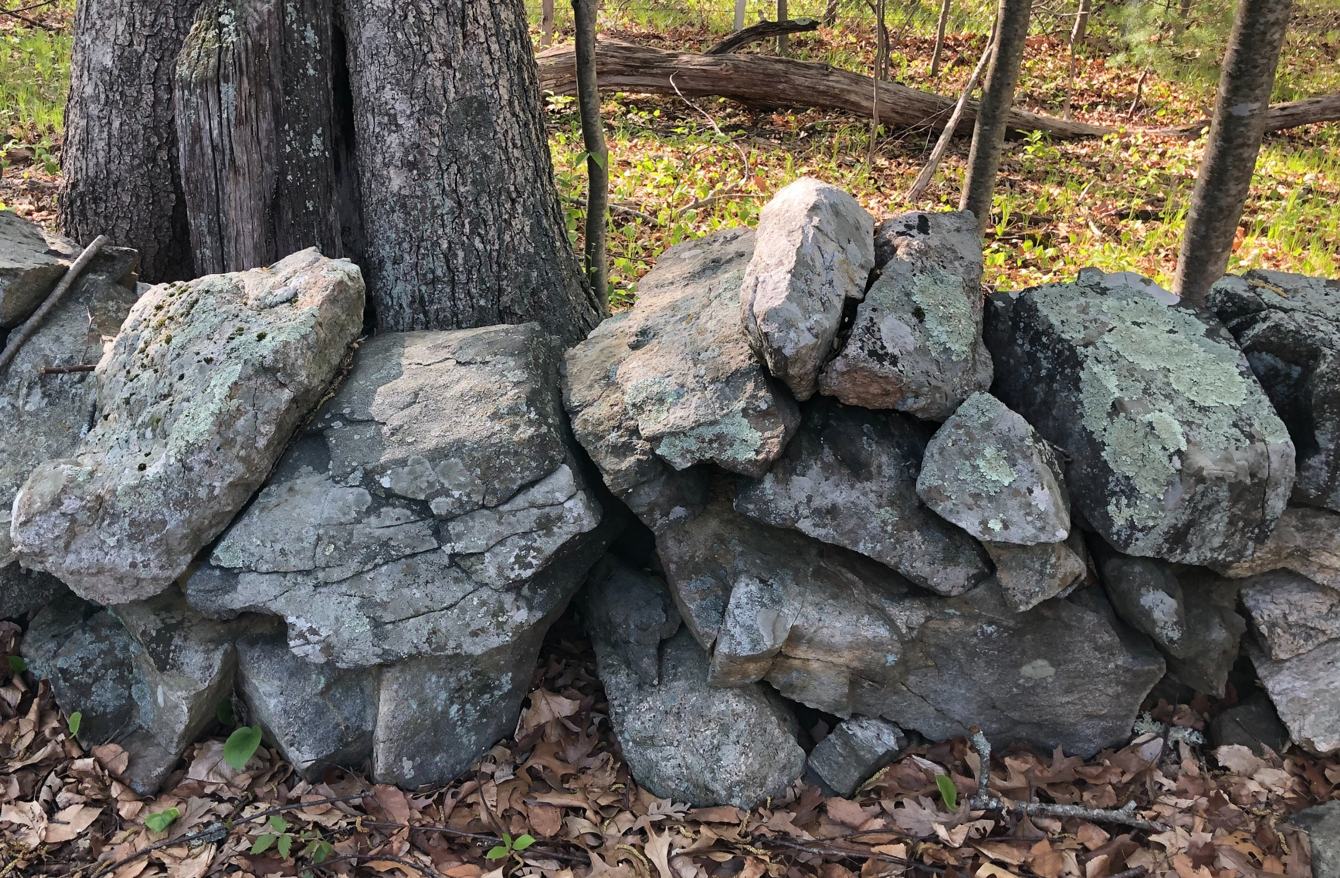 A Stone Row in the Flagg Swamp in Marlborough, MA